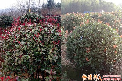 園林綠化好幫手 生根劑品牌推薦與使用指南