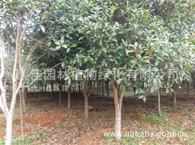 園林植物在園林綠化中的核心作用與配置藝術(shù)