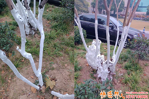 冬季樹(shù)木涂白 綠化中的隱藏好處